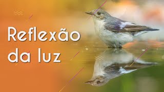 Texto"Reflexão da luz" próximo a uma representação de um pássaro com reflexo na água.