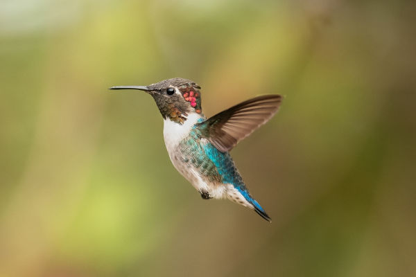 Beija-flor-abelha, espécie endêmica de Cuba.